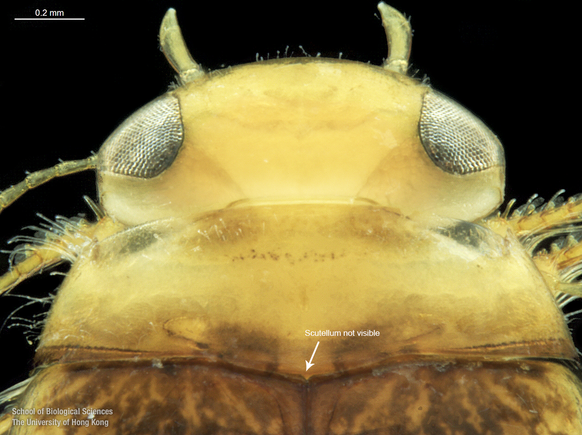Cranium and pronotum (dorsal view)